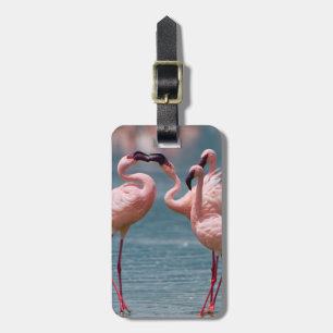 Etiqueta De Bagagem Dois Flamingos Menores Machos (Phoenicopterus Mino