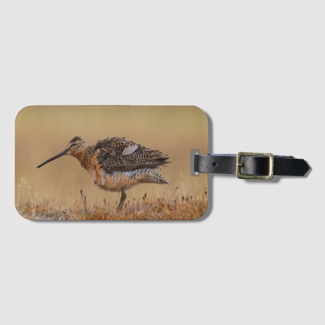 Etiqueta De Bagagem Dowitcher de bico longo (Frente Horizontal)