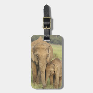 Etiqueta De Bagagem Elefante indiano / asiático e filhote, Corbett