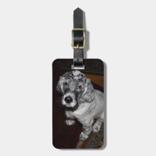 Etiqueta De Bagagem English Setter Puppy