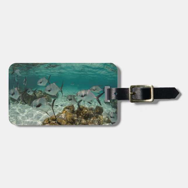 Etiqueta De Bagagem Escola de Peixes Permitidos (Frente Horizontal)