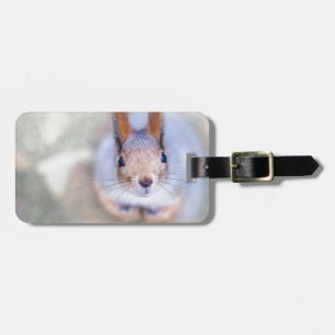 Etiqueta De Bagagem Esquilo olha para você de baixo para cima