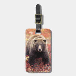 Etiqueta De Bagagem EUA, Alasca, Parque Nacional Denali, Ursa Parda fê