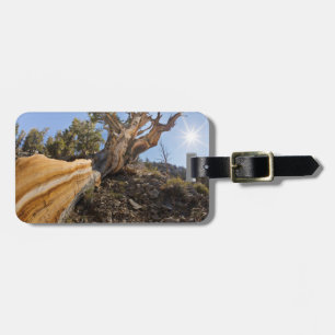 Etiqueta De Bagagem EUA, Califórnia, Floresta Nacional Inyo 12