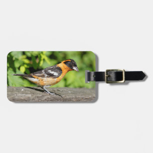 Etiqueta De Bagagem Fecho de um Bonito Grosbeak de Cabeça Negra