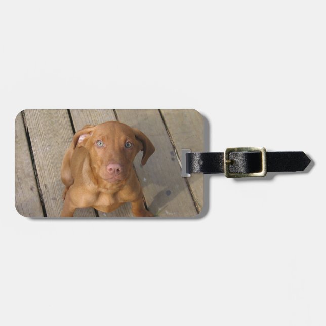 Etiqueta De Bagagem filhote de cachorro do vizsla (Frente Horizontal)
