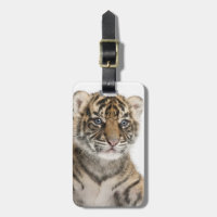 Filhote de tigre de Sumatran