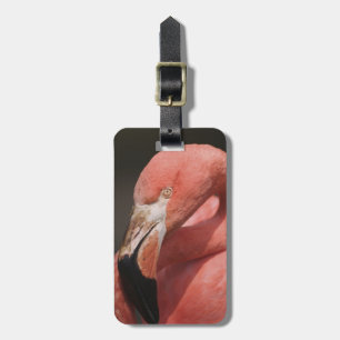 Etiqueta De Bagagem Flamingo Chileno, Phoenicopterus chilensis