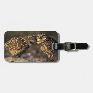 Etiqueta De Bagagem Flórida, Fort Myers. Ligação de pares de corujas