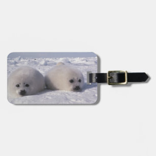 Etiqueta De Bagagem Foca-da-groenlândia (Phoca groenlandica) Filhotes