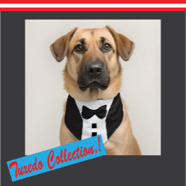 Etiqueta De Bagagem Formatura Engraçado Tuxedo 🎩 Torneira Preta