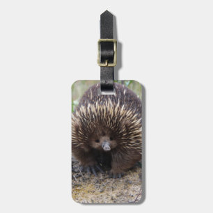 Etiqueta De Bagagem Foto de animal Echidna Cute, australiana