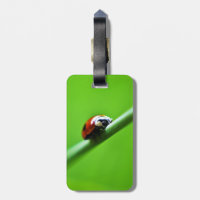 Foto de Ladybug