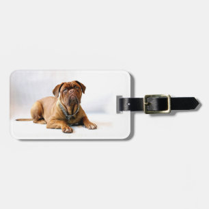 Etiqueta De Bagagem Foto Personalizada de Mastim / Cachorro