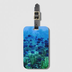 Etiqueta De Bagagem Foto submarina de Peixes de Disco Azul