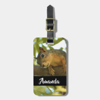Fotografia de Natureza de Esquilo Curiosa