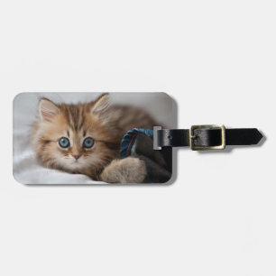 Etiqueta De Bagagem Gatinho com olhos azuis