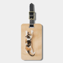 Gatinho de escalada da chita