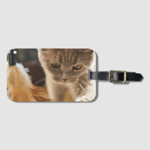 Etiqueta De Bagagem Gato, Bonito, Pequeno