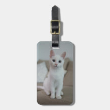 Gato branco | Zazzle_Growth.