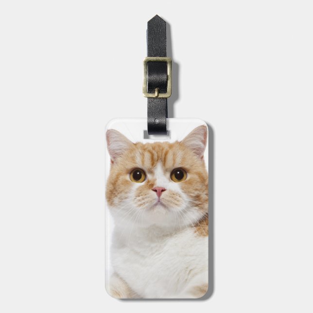 Etiqueta De Bagagem Gato da dobra do Scottish (Frente Vertical)