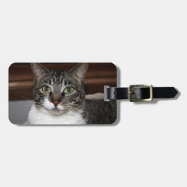 Etiqueta De Bagagem Gato de gato malhado que olha o