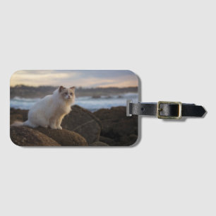 Etiqueta De Bagagem Gato de Ragdoll na praia