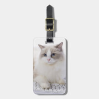 Gato de Ragdoll no teclado