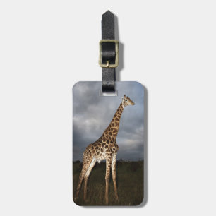 Etiqueta De Bagagem Girafa (camelopardalis do Giraffa)