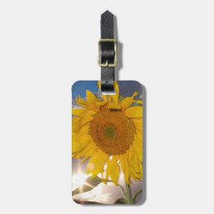 Etiqueta De Bagagem Girassol híbrido soprando ao vento ao anoitecer