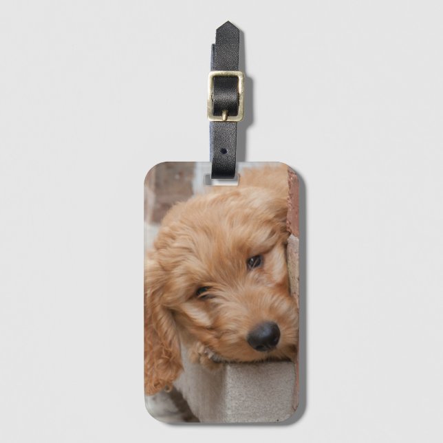 Etiqueta De Bagagem Goldendoodododle Puppy Pupeking (Frente Vertical)