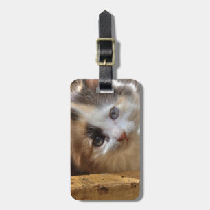 Etiqueta De Bagagem Heterochromia Calico Kitten