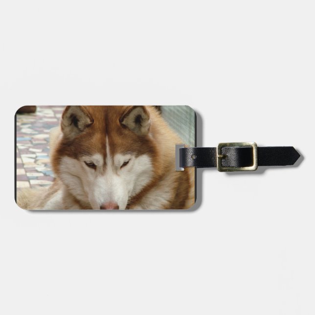 Etiqueta de Bagagem Husky Marrom (Frente Horizontal)