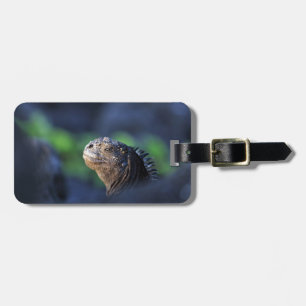 Etiqueta De Bagagem Ilhas Galápagos