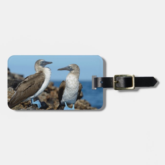Etiqueta De Bagagem Ilhas Galápagos, Ilha Isabela (Frente Horizontal)