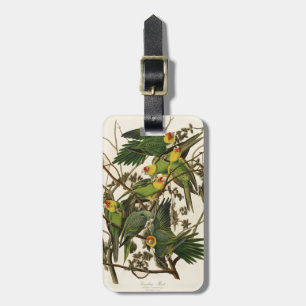 Etiqueta De Bagagem Ilustração de Ave de Papagaio da Carolina de Audub