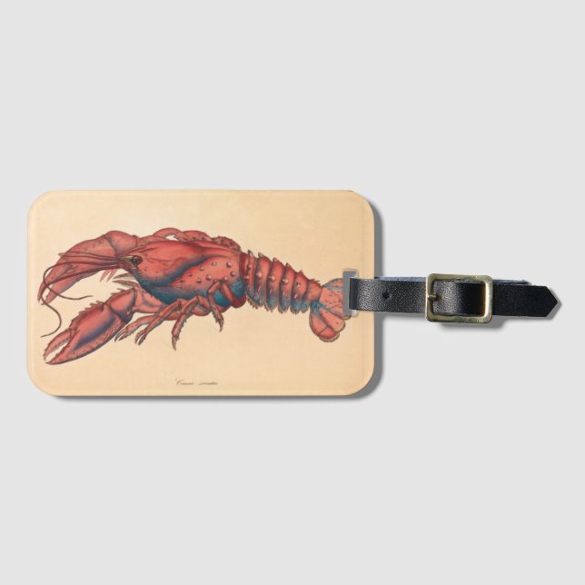 Etiqueta De Bagagem James Sowerby Sernotated Lobster (Frente Horizontal)