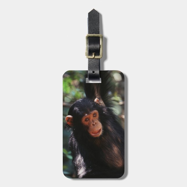 Etiqueta De Bagagem Jovem Chimpanzé (Frente Vertical)