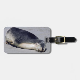 Etiqueta De Bagagem Jovem foca dormindo na praia - Austrália