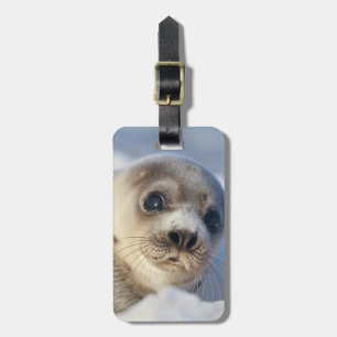Etiqueta De Bagagem Jovem Harp Seal