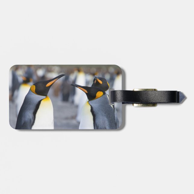 Etiqueta De Bagagem King Penguins (Traseira Horizontal)