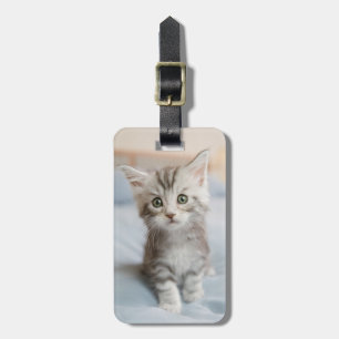 Etiqueta De Bagagem Kitten de Maine Coon