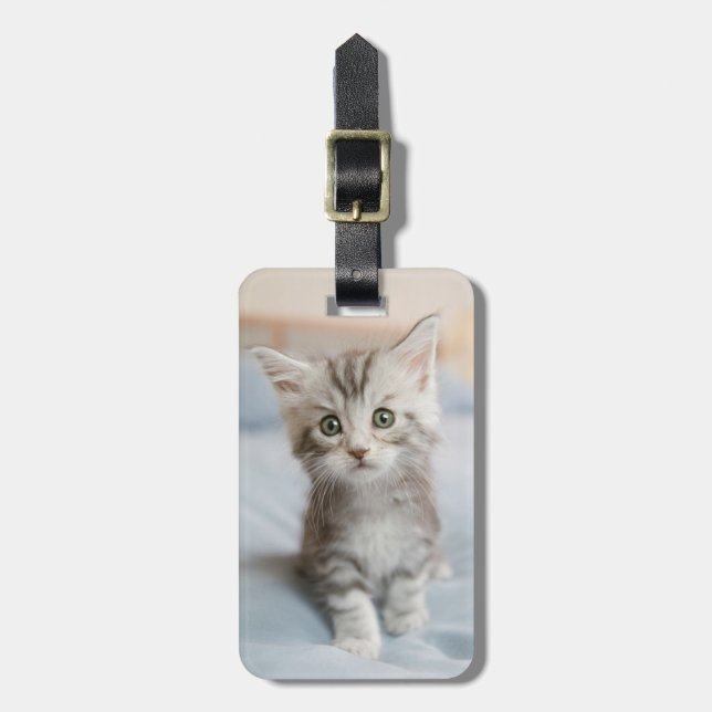 Etiqueta De Bagagem Kitten de Maine Coon (Frente Vertical)