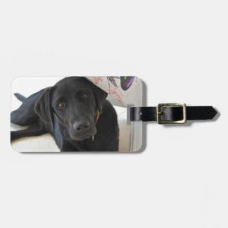 Etiqueta De Bagagem Labrador retriever preto customizável