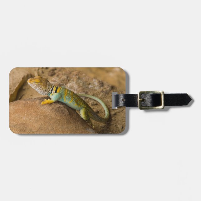 Etiqueta De Bagagem Lagarto-de-colar (Frente Horizontal)