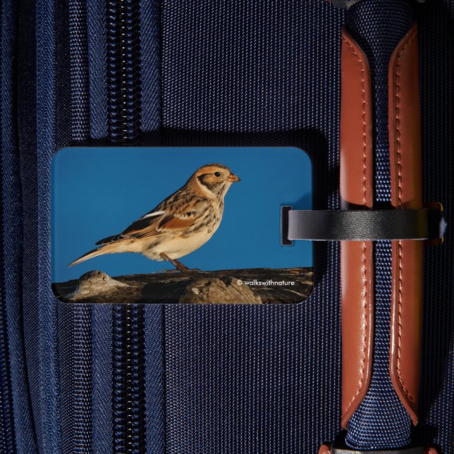 Etiqueta De Bagagem Lapland Longspur em um Diário de Sol (Verso Insitu 2)