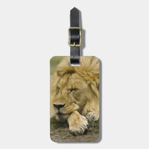 Etiqueta De Bagagem Leão-africano, Panthera leo, deitado dormindo