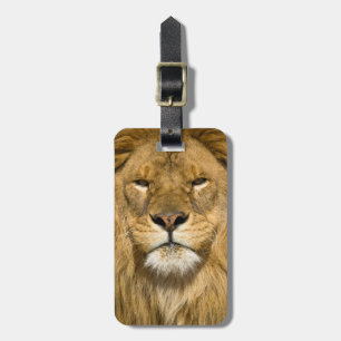 Etiqueta De Bagagem Leão Berbere Africano, Panthera leo leo, um dos
