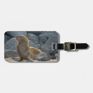 Etiqueta De Bagagem Leão do Mar de Galápagos