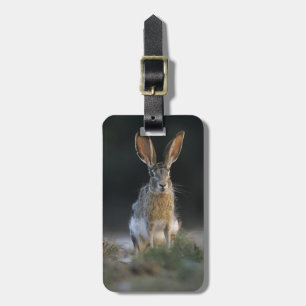 Etiqueta De Bagagem Lebre-de-cauda-preta, Lepus californicus, 2